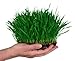 Clever sprouts Marley's Cat Grass 1 lb Organic & Non-GMO Wheat Grass + A Free Bag with Each Order + 2