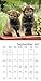 German Shepherds Wall Calendar (2017)