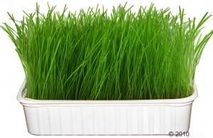 MUCKI Pack of 2 Grass Seeds for Pet Birds with a dish & soil/Refill pack/Vitamin Rich/Easter Xmas Party Gift/Bargain