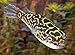 7 Figure Eight Puffer Freshwater SM/MD Fresh Live Fishthumb 2