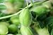 Food to Live Organic Garbanzo Beans, 1 Pound – Dried Chickpeas, Non-GMO, Kosher, Raw, Sproutable, Bulk