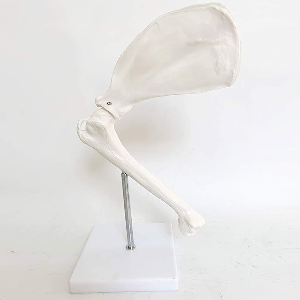 BZZBZZ Animal Joint Model—Large Dog Scapula Anatomical