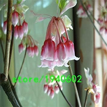 Amazon Co Jp 100ベル花の種 多色 カンパニュラpercisifolia 切断するためのタフな多年生の偉大なコテージガーデンのための最高の植物 ホーム キッチン