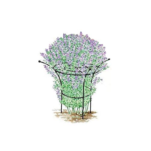 CJSWT Rankgerüst Kletterpflanzen, Rankhilfe, für Kletterrebe-Blumen,Obelisken Garten, für Jede Terrasse, Rasen, Garten…