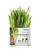 Pet Greens Pet Grass Organic Wheatgrass Self Grow Kit, Contains Soil Mixture and Seed Packet