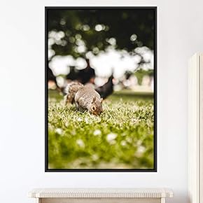 signwin Framed Canvas Wall Art Squirrel Animals Fun...