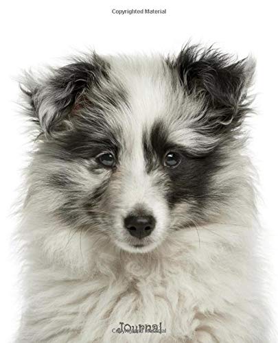 grey shetland sheepdog