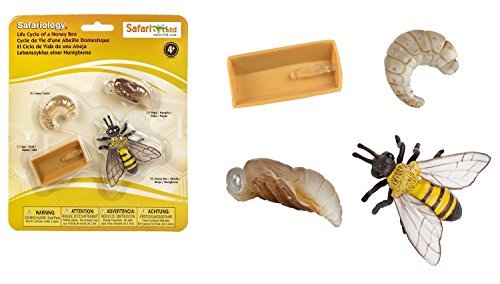 Safari Ltd Safariology Collection 3-Piece Set - Life Cycle of Honey Bee, Monarch Butterfly, and Green Bean - Each Set Includes 4 Hand Painted Figurines and Educational Information - For Ages 4 and Up