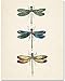 Vintage Three Dragonflies Illustration 11x14 Unframed Poster – Botanical Insect Art, Entomology, Scientific Nature Print, Minimalist Retro Decor for Home, Office, and Living Room, Educational Art