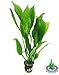 Echinodorus Bleheri | Amazon Sword Paniculatus Potted Live Aquarium Plants for Aquatic Freshwater Fish Tank by Greenpro