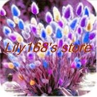 Kasuki Ornamental Grasses Bonsai,Bunny Tails Lagurus Ovatus Seed Adorable Ornamental Grass Bonsai-200pcs - (Color: A9)