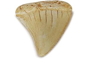 PUMNAO Fossilized Teeth and Claws of Various Prehistoric Dinosaurs, Megalodon Shark Teeth, and High-Fidelity Replicas (Megalodon Shark Tooth)