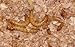 DC Earth 1LB Wheat Bran Mealworm Bedding