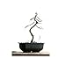 Bullet Face Set of 3 Sizes Color Long Lasting Bonsai Training Wire with Aluminum - 1.0mm, 1.5mm, 2.0mm(32 Feet Each Size) - Corrosion and Rust Resistant, 100Pcs Plastic Plant Labels(Assorted Color)