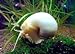 Aquatic Arts 1 Ivory White Mystery Snail (Pomacea bridgesii - 1/2 to 2+ inches) - Algae Eating Live Snail