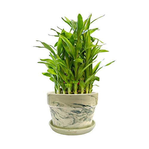 Nurturing Green 2Layer 1719 Stalks Lucky Bamboo Plant in