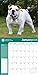 American Kennel Club Bulldogs 2018 Wall Calendar