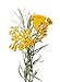 AROMIS Organic Helichrysum Essential Oil -Immortelle- Bulgarian - 100% Pure Therapeutic Grade 10mL (.34 Fl Oz), Undiluted, for Aromatherapy Diffuser