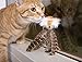 SmartyKat Toss-A-Fox Feather Toss & Chase Cat Toy, Randomly Selected Color - Brown OR White, One Size