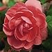 Outsidepride Begonia Salmon - 500 seeds