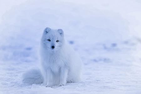 Amazon Co Jp A3 ポスター ホッキョクギツネホッキョクギツネ雪 壁紙ウォールステッカーポスター A3 4x297mm Generic