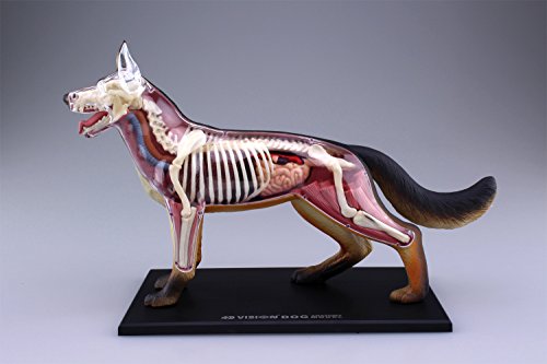 Standing Puzzle 4D VISION Animal Anatomy Model No.18 Dog