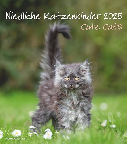 Alpha Edition - Niedliche Katzenkinder 2025 Bildkalender, 30x34cm, Kalender mit niedlichen Katzenkinder-Motiven, Mondphasen, Kalenderwochen, Feiertage DE/AT/CH, internationales Kalendarium: Cute Cats