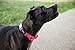 Nylon Prism Snap-N-Go Collar by Weaver Leather