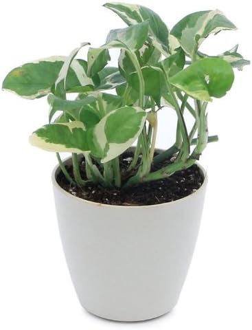 Exotic Green White pothos, Natural Indoor Plant