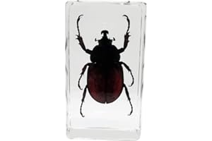FLYINGBEAN Real Japanese Rhinoceros Beetle Insect Specimens in Resin Paperweight Crafts, Animal Taxidermy Collection for Science Education & Desk Ornament (Japanese Rhinoceros Beetle)