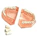 AZDENT Dental Study Teaching Teeth Model Adult Typodont Model Removable Tooth(Color Orange)