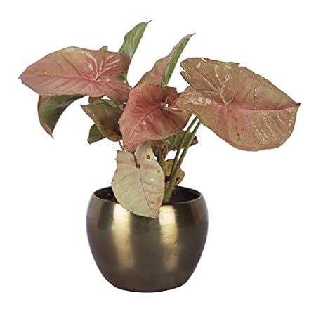 GrowKaro Air Purifying Live Syngonium Pink Plant With Golden Metal Pot (Indoor Plant)