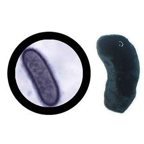 Giant Microbes Black Death - the Plague Plush Toy