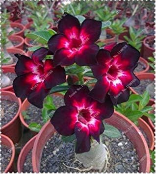 Genuine Desert Rose Seeds 5 Pcs Mixed Adenium Obesum Seeds Indoor Flower Bonsai Air Purification Home Garden Potted Flower: 8