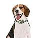 POP VIEW Bark Collar [New Version] Humanely Stops Barking with Sound & Vibration. No Shock, Harmless & Humane, Silver, Small/Medium/Large