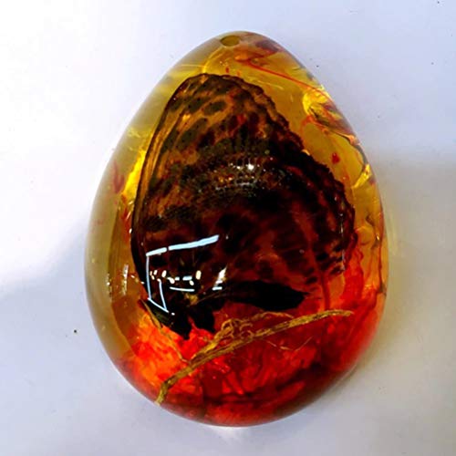 2 LIOOBO+Insects+Samples+Specimens+Collection