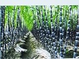 Sugar Cane Seeds * Rum * Syrup * Rock Candy * Sugar Crystals * 6-18 Feet Tall*