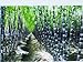Sugar Cane Seeds * Rum * Syrup * Rock Candy * Sugar Crystals * 6-18 Feet Tall*