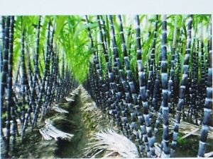 Sugar Cane Seeds * Rum * Syrup * Rock Candy * Sugar Crystals * 6-18 Feet Tall* Sugar Cane Seeds * Rum * Syrup * Rock Candy * Sugar Crystals * 6-18 Feet Tall*