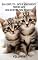 Livro Primeiro Gato - Guia Definitivo para Iniciantes - Volume 2