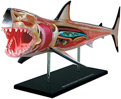 Clicke 4D Master Shark Anatomical Model 20 Parts Excellent Assembly Toy(33 * 15 * 12.5Cm)