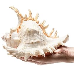 Giant Natural Conch Shell, Murex Ramosus Shell