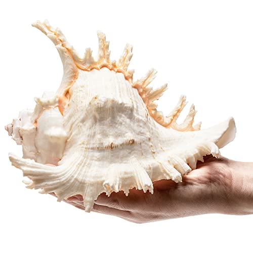 Giant Natural Conch Shell, Murex Ramosus Shell