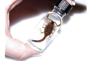 BicBugs WET SPECIMEN REAL GOLD SCORPION XL PRESERVED IN BOTTLE