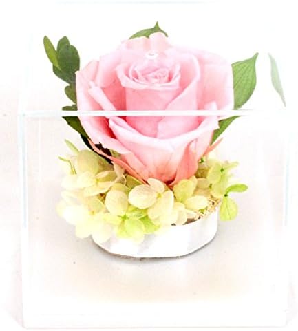 Natural Rose Preserved Flower in Durable Acrylic Big Square Case-PINK
