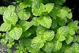 Grapefruit Mint Live Plant
