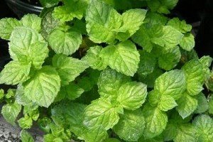 Grapefruit Mint Live Plant Grapefruit Mint Live Plant