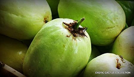 Amazon Com Toyensnow Giant Granadilla Passiflora Quadrangularis Grenadilla Passionfruit 10 Seeds Garden Outdoor