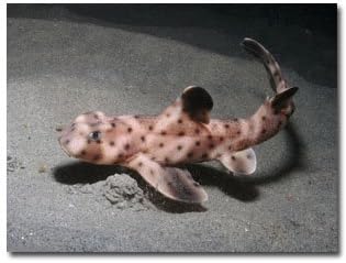 Juvinile Horn Shark Artistically Mounted to Canvas, 16"x20"
