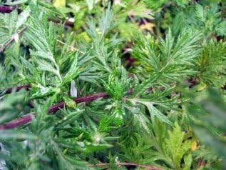 Legend Online Garden Seeds Herb Mugwort DGSMUG111QO (Green) 1000 Open Pollinated Seeds